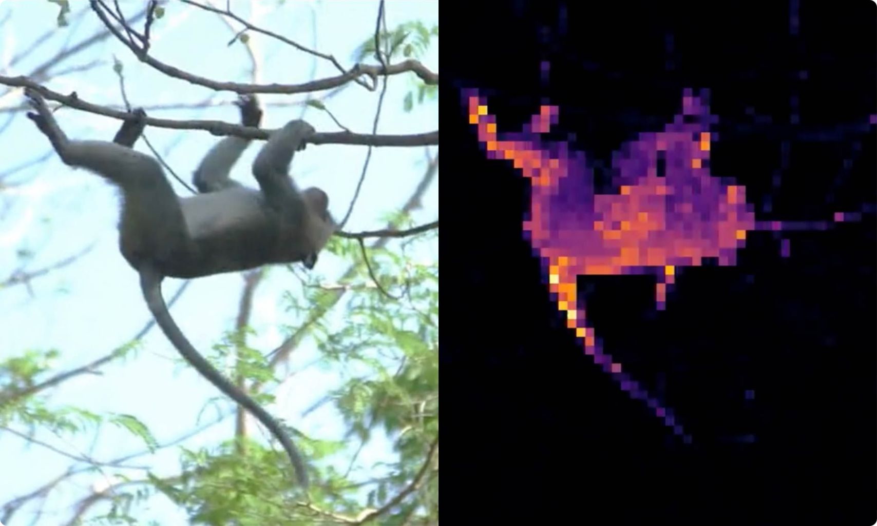 Imagen de un animal y mapa de atención de DINO resaltando el objeto principal.
